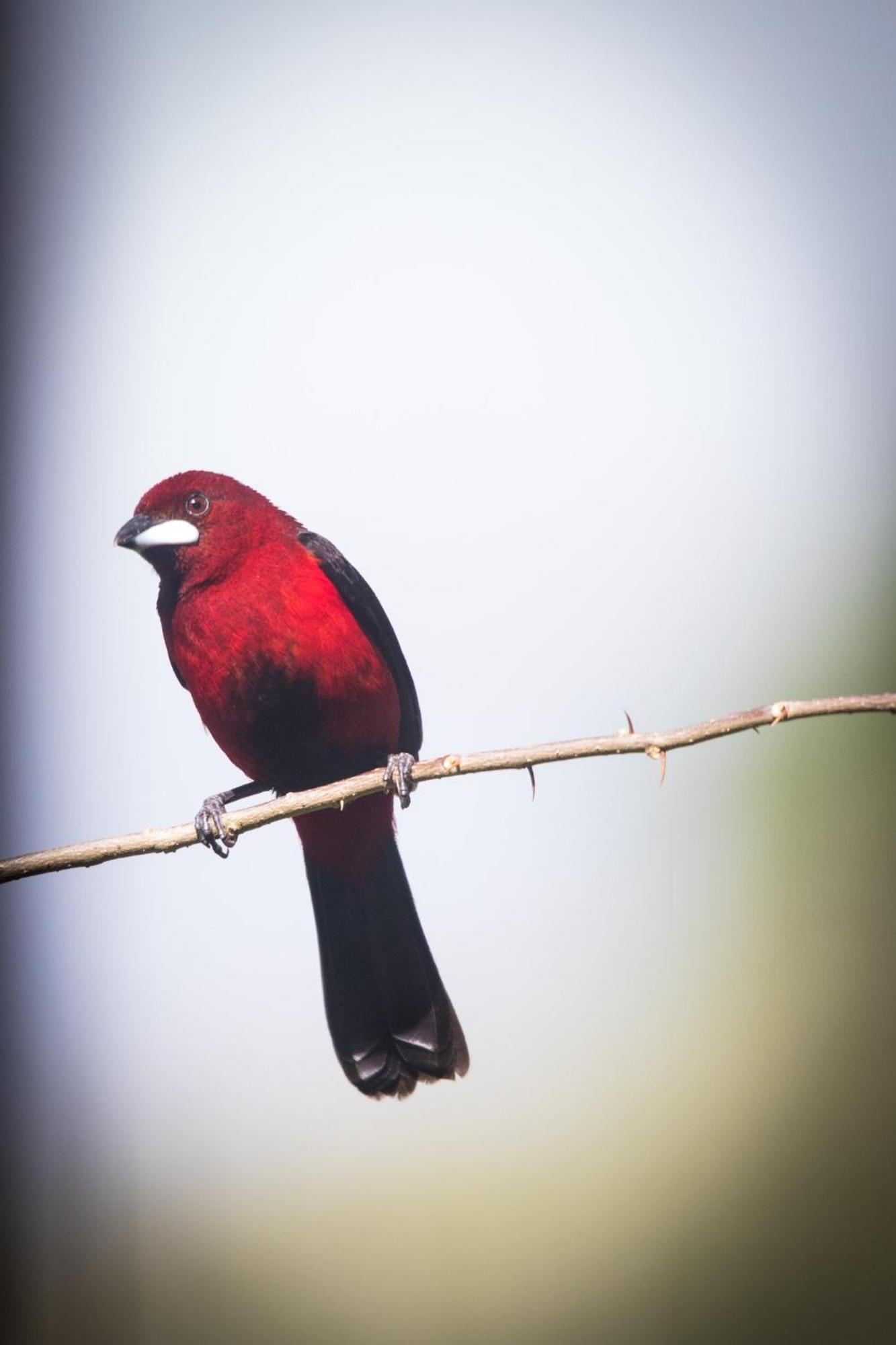 El Valle De Anton La Chachalaca Zewnętrze zdjęcie