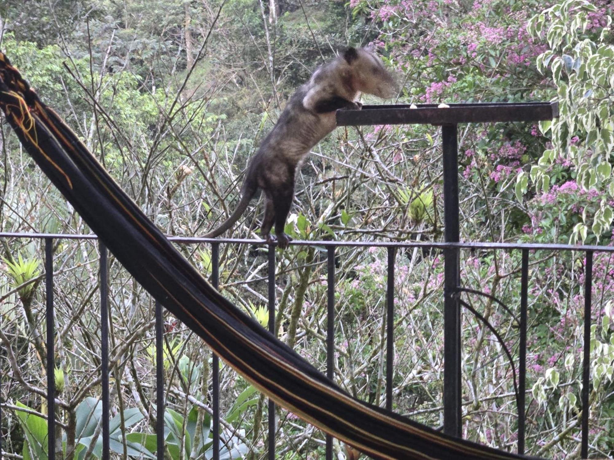 El Valle De Anton La Chachalaca Zewnętrze zdjęcie