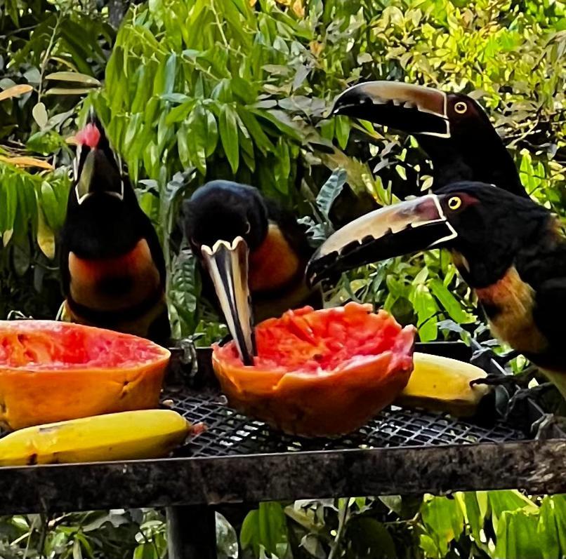 El Valle De Anton La Chachalaca Zewnętrze zdjęcie